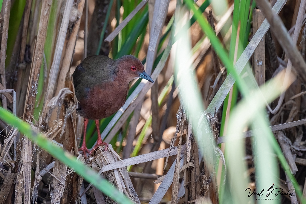 Ruddy-breasted Crake